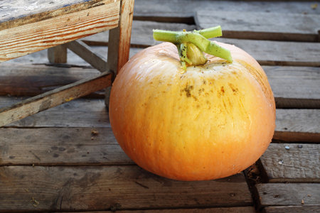 Variety of pumpkin. Ripe pumpkin on the floor with boardsの写真素材