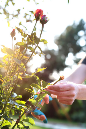 Pruning roses. Gardener pruning shears cut shrubs rosesの写真素材