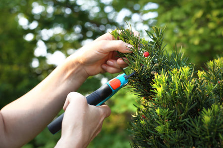 Forming a hedge of yew bushes. Gardener pruned yew shrub shears.
