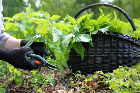 A woman collects nettles in the woods.の写真素材