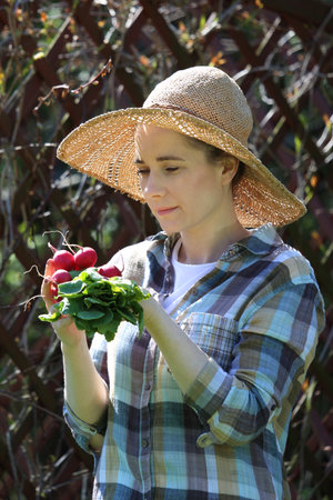 Radish. Spring vegetables. Female gardener collects vegetables in a vegetable garden.の写真素材