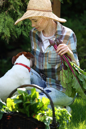 Spring vegetables. Female gardener collects vegetables in a vegetable garden.の写真素材