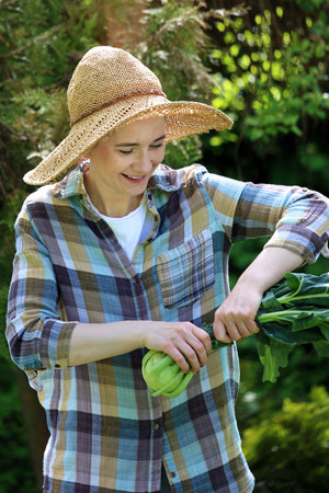 Kohlrabi. Female gardener collects spring vegetablesの写真素材