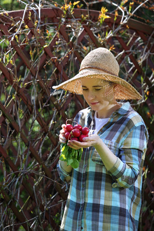 Radish. Early vegetables straight from the vegetable garden.の写真素材