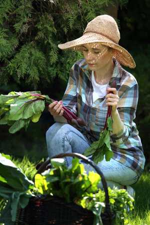 Gardening. A woman collects vegetables in a vegetable garden.の写真素材