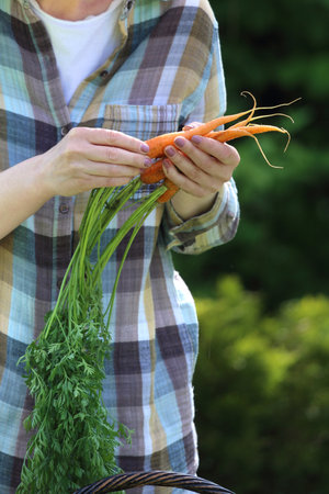 Natural vegetable straight from the vegetable garden.の写真素材