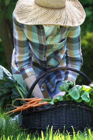 A woman collects vegetables in a vegetable garden.の写真素材