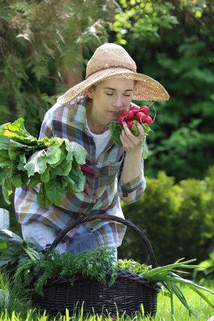 Fresh aromatic radishes. Gardener breaks vegetables in the garden.の写真素材