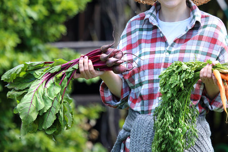 Organic vegetables straight from the beds. The gardener holds carrots and beets in his hand.の写真素材