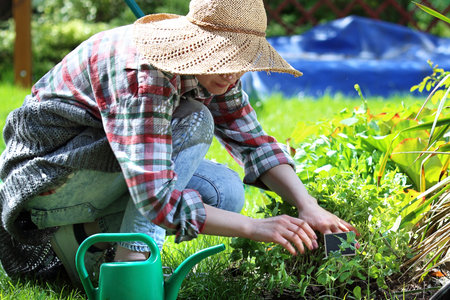Watering plants on the beds.の写真素材