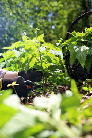 Green nettle. A woman collects nettles in the woods.の写真素材