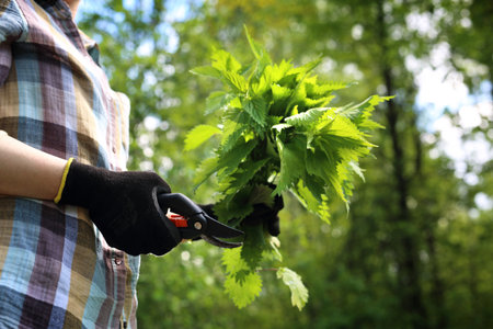 Nettle. A woman collects nettles in the woods.の写真素材