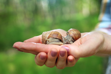 A woman holds a grape snail on her hand.の写真素材