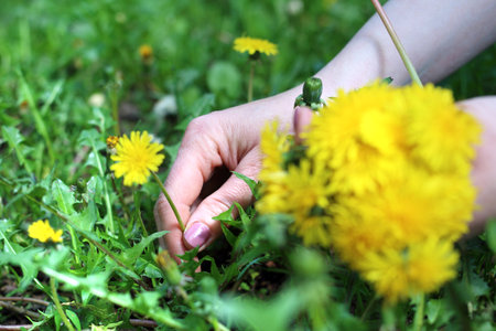 Dandelion. Woman takes dandelion flowers in a meadow.の写真素材