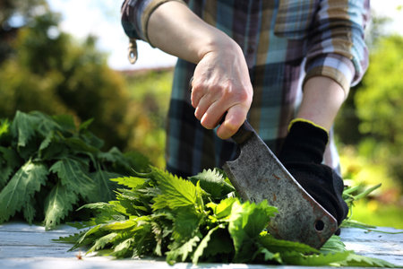 Nettle. Woman chopping nettle leaves.の写真素材