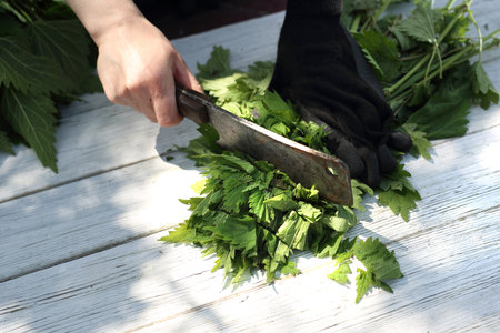 Nettle nettle, nature straight from the garden.Woman chopping nettle leaves.の写真素材