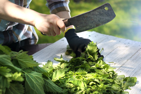Nettle nettle, nature straight from the garden.Woman chopping nettle leaves.の写真素材