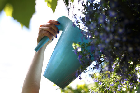 Watering plants. Woman watering potted watering can.の写真素材