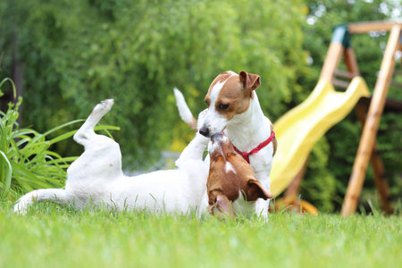 Holidays with a dog. Terrier dog and dog rest on the grassの写真素材