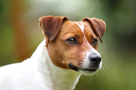 Jack russell terrier, dog portraitの写真素材