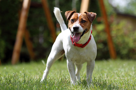 Dogs play in the garden.の写真素材
