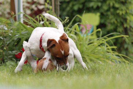 Dogs play with a ball in the garden.の写真素材