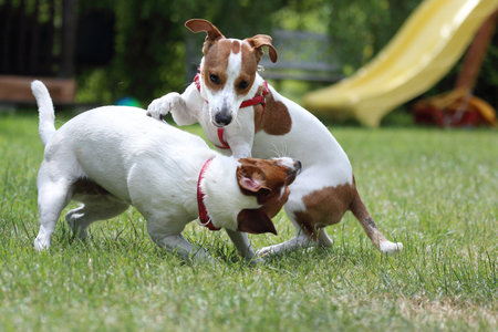 Dog in the garden. The dog smothers on the grassの写真素材