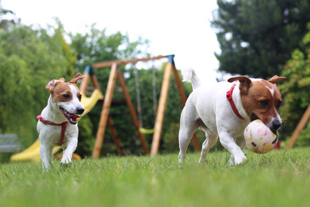 Holidays with a dog. Terrier dog and dog rest on the grassの写真素材