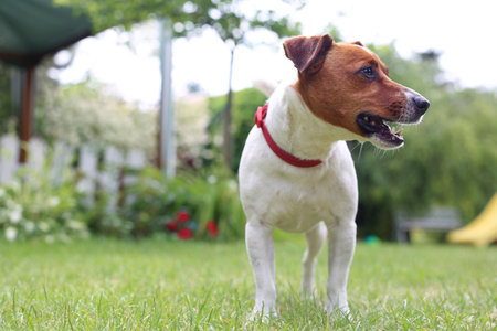 Jack Russell Terrier. Pair of Jack Russell Terrier dogsの写真素材