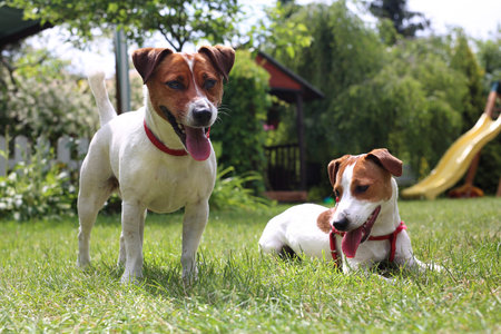 Jack Russell Terrier, white brown dogの写真素材