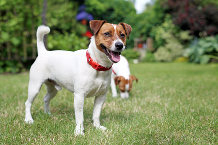 Pair of Jack Russell Terrier dogs Holidays with a dog. Terrier dog and dog rest on the grassの写真素材