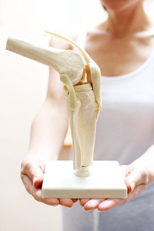 Knee anatomy. An orthopedic shows an anatomical model of the knee jointの写真素材