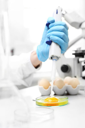 Testing the quality of eggs in the laboratory.の写真素材