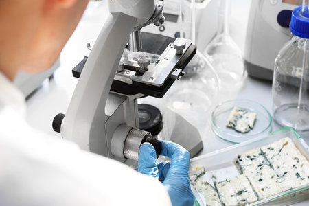 Mold and fungus on food products. Laboratory. The man is examining food samplesの写真素材