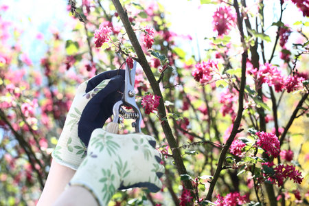 Gardening, pruning shrubs. Plant care. Spring in the gardenの写真素材