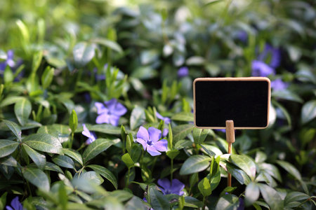 Common periwinkle, evergreen ground cover plant. Gardeningの写真素材