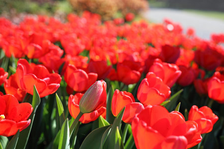 Tulips. Spring in the garden, flowering flowers.の写真素材