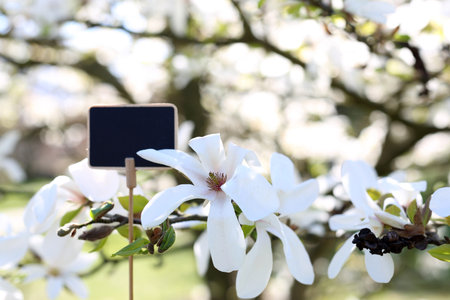 Beautiful, delicate magnolias. Plate with space for textの写真素材