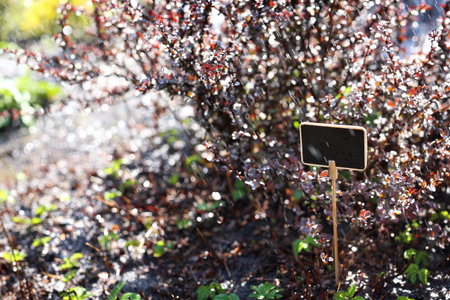 Purple ornamental shrub, decorative garden plant. Gardeningの写真素材