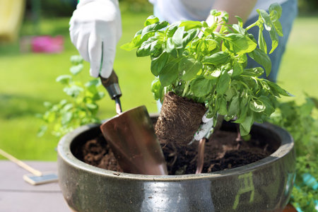 Fresh herbs. The gardener plants herbs in a garden herb.の写真素材