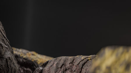 Macro shot of a piece of wood on a black background.の写真素材