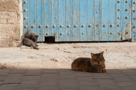 Two cats sitting on street in the sun in Essaouira, Moroccoの写真素材