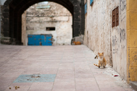 Cat sitting on street in Essaouira, Moroccoの写真素材