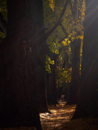 Cottonwood alley in Regensburg, Bavaria during autumn