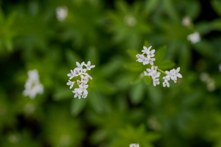 Sweet woodruff growing and blooming in garden