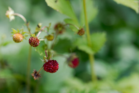 Close up of wild strawberries growing on bush, ripe and ready to pluck