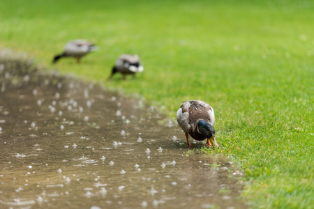 Group of three male mallard ducks standing in grass and pecking for food on rainy day with puddles on footpathの写真素材