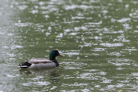 Male mallard duck swimming on pond in public park on rainy dayの写真素材