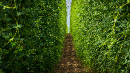 Standing inside of field with large hop plants growing in biggest hop region Holledau in Germany