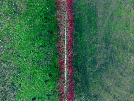 Top down aerial drone shot of overgrown high steel grid fence near soccer playground area with grass and wild wineの写真素材